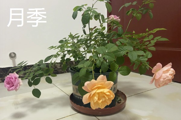 33朵玫瑰代表的含义，寓意永恒的爱、爱你如初等