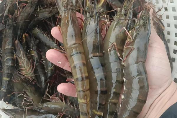 对虾和青虾有什么区别,科属、体色、生活环境等方面均不同