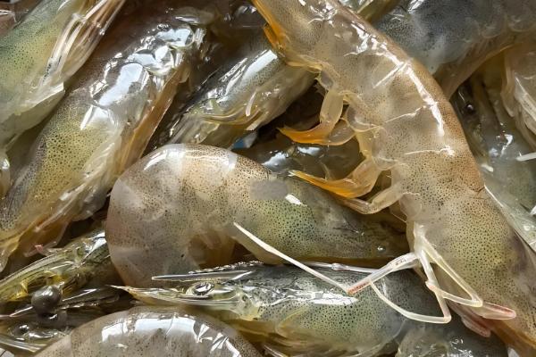 对虾和青虾有什么区别,科属、体色、生活环境等方面均不同