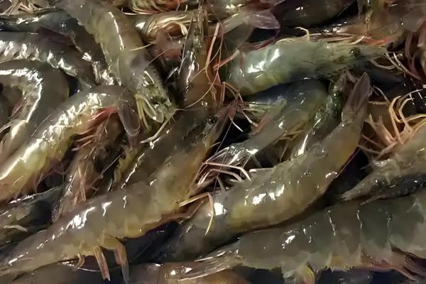 对虾和青虾有什么区别,科属、体色、生活环境等方面均不同