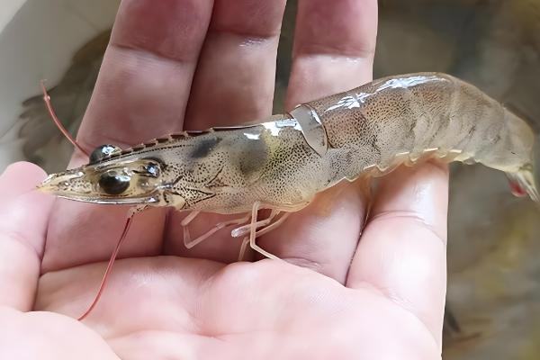 对虾和青虾有什么区别,科属、体色、生活环境等方面均不同