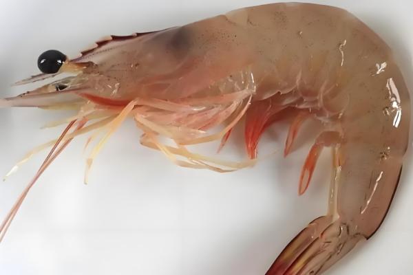 对虾和青虾有什么区别,科属、体色、生活环境等方面均不同