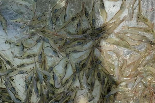 对虾和青虾有什么区别,科属、体色、生活环境等方面均不同