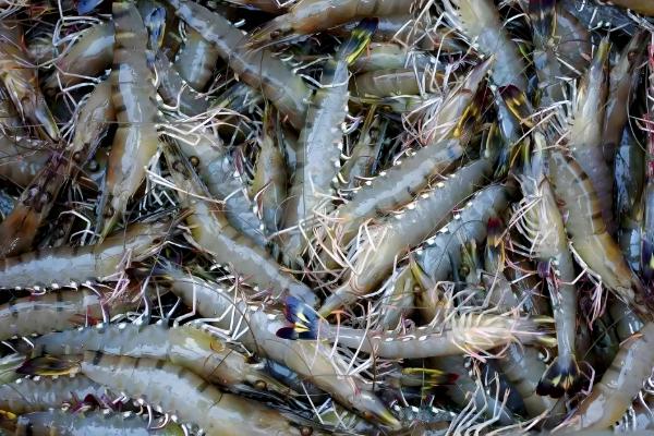 对虾和青虾有什么区别,科属、体色、生活环境等方面均不同