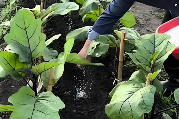 磷肥的种类,按来源可分为天然磷肥、化学磷肥