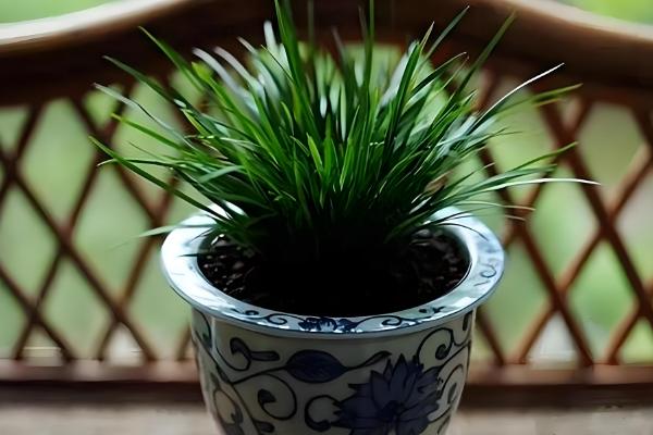 菖蒲盆栽养护方法，平时保持土壤湿润