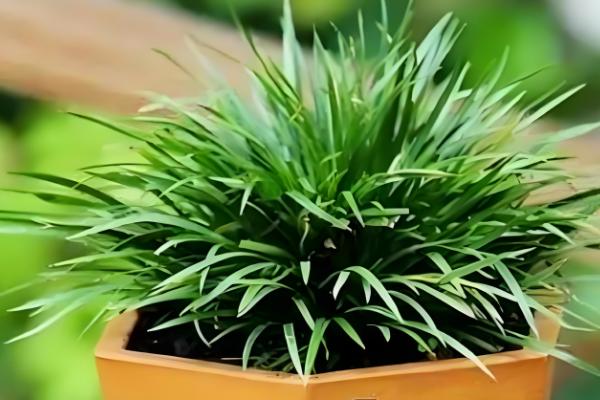 菖蒲盆栽养护方法，平时保持土壤湿润