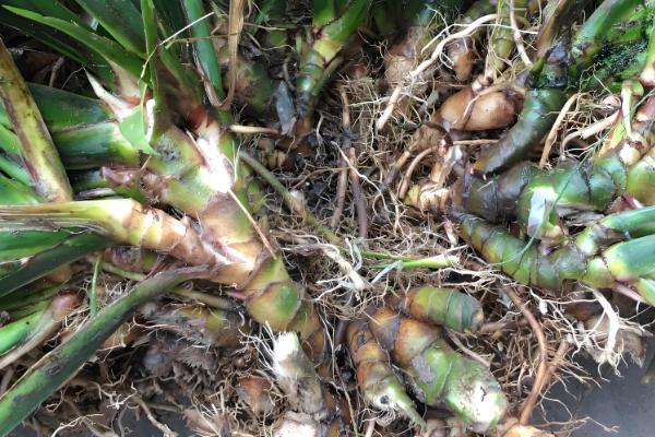 菖蒲盆栽养护方法，平时保持土壤湿润