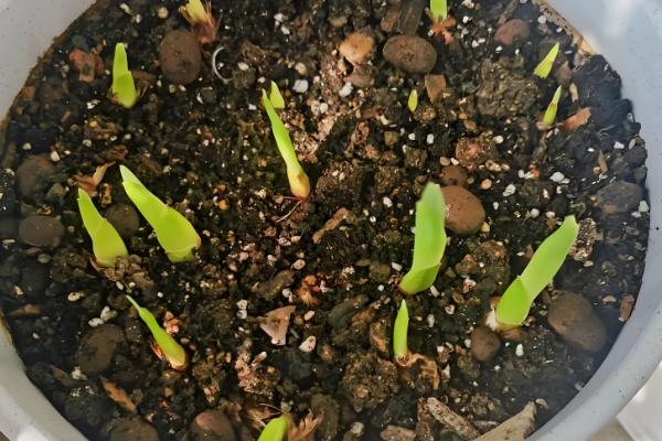 菖蒲盆栽养护方法，平时保持土壤湿润