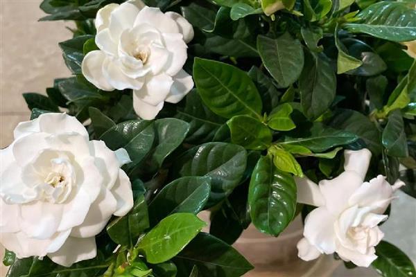 栀子花的花语，寓意坚强、永恒的爱等