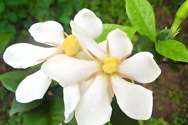 栀子花的花语，寓意坚强、永恒的爱等