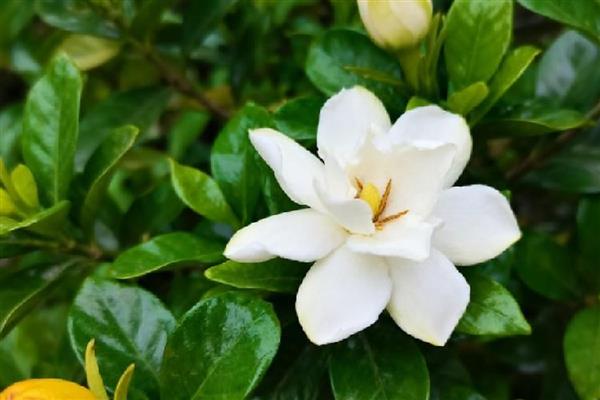 栀子花的花语，寓意坚强、永恒的爱等