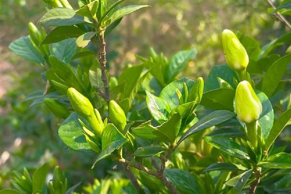 栀子花的花语，寓意坚强、永恒的爱等