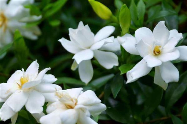 栀子花的花语，寓意坚强、永恒的爱等