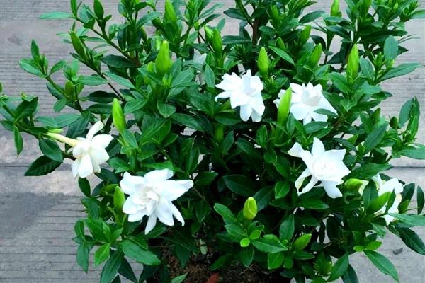 栀子花的花语，寓意坚强、永恒的爱等