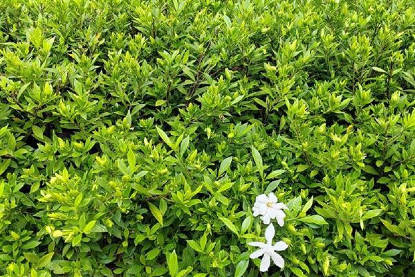 栀子花的花语，寓意坚强、永恒的爱等