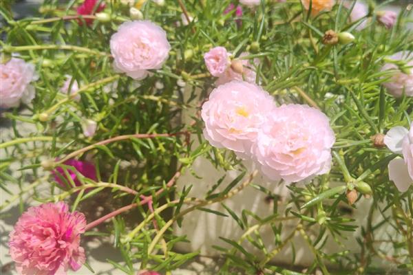 太阳花发芽后为什么一直不长,缺光、过度浇水都是常见原因