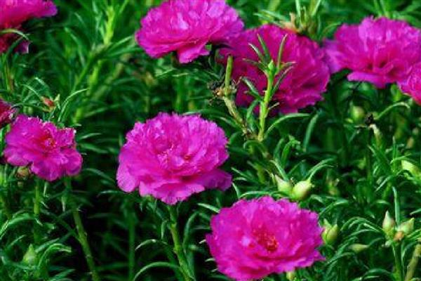 太阳花发芽后为什么一直不长,缺光、过度浇水都是常见原因