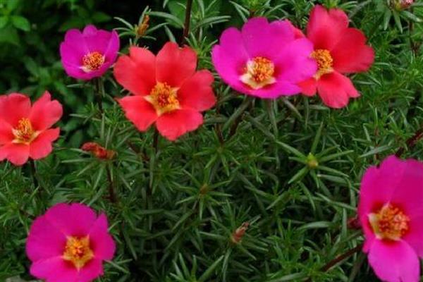 太阳花发芽后为什么一直不长,缺光、过度浇水都是常见原因