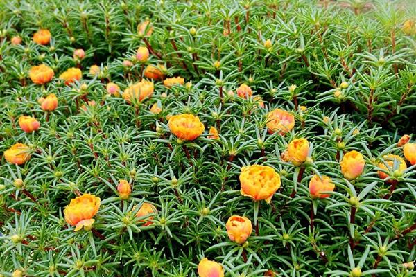 太阳花发芽后为什么一直不长,缺光、过度浇水都是常见原因