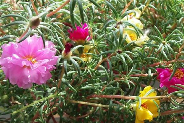 太阳花发芽后为什么一直不长,缺光、过度浇水都是常见原因