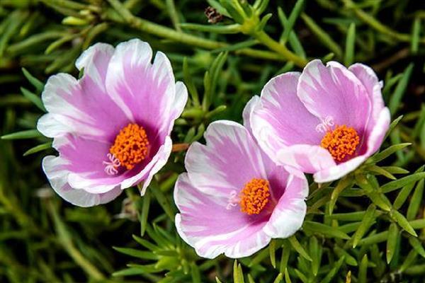 太阳花发芽后为什么一直不长,缺光、过度浇水都是常见原因