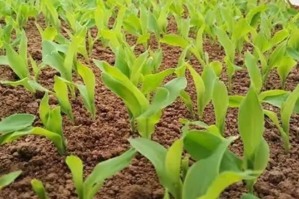 稷秾108玉米种的特征特性，从出苗至成熟要126天