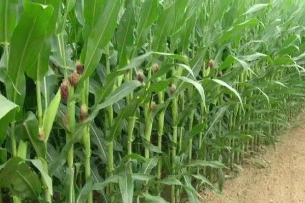 稷秾108玉米种的特征特性，从出苗至成熟要126天