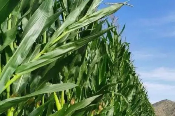 稷秾108玉米种的特征特性，从出苗至成熟要126天