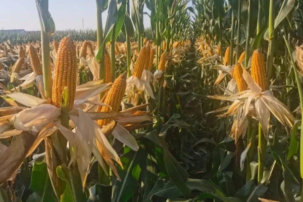 稷秾108玉米种的特征特性，从出苗至成熟要126天