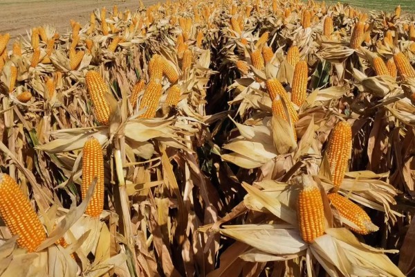 稷秾108玉米种的特征特性，从出苗至成熟要126天