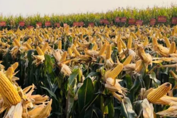 稷秾108玉米种的特征特性，从出苗至成熟要126天