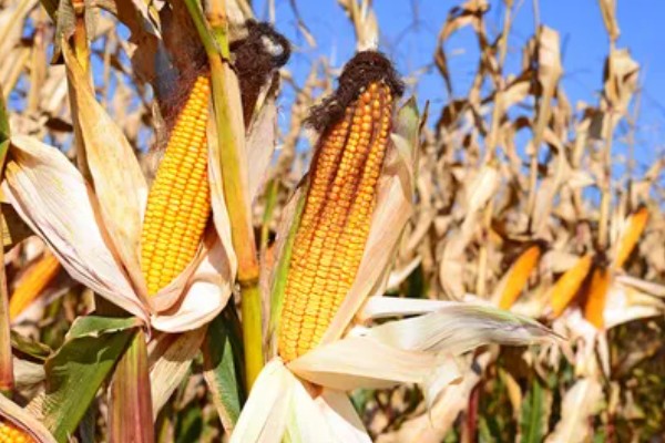 稷秾108玉米种的特征特性，从出苗至成熟要126天