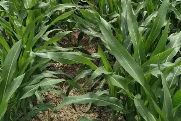 稷秾108玉米种的特征特性，从出苗至成熟要126天