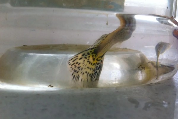 孔雀鱼尾巴被咬掉了会死吗,咬掉的不多就不会死