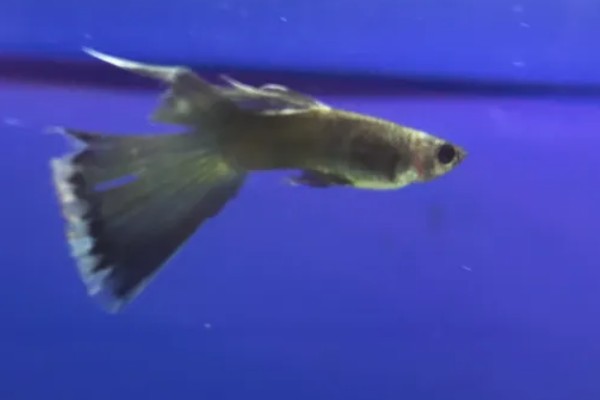 孔雀鱼尾巴被咬掉了会死吗,咬掉的不多就不会死