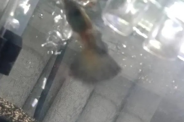 孔雀鱼尾巴被咬掉了会死吗,咬掉的不多就不会死