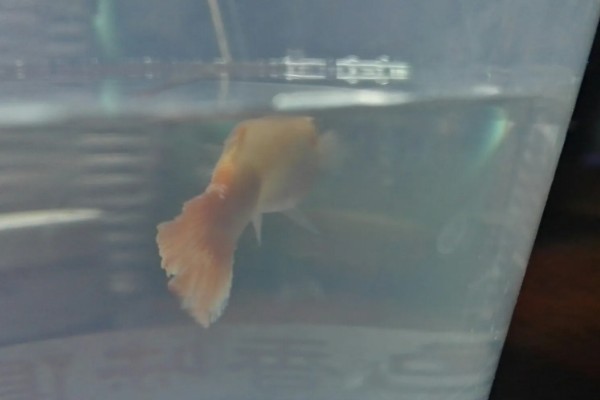 孔雀鱼尾巴被咬掉了会死吗,咬掉的不多就不会死