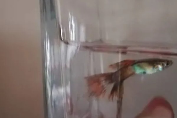 孔雀鱼尾巴被咬掉了会死吗,咬掉的不多就不会死