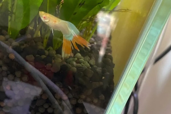 孔雀鱼尾巴被咬掉了会死吗,咬掉的不多就不会死