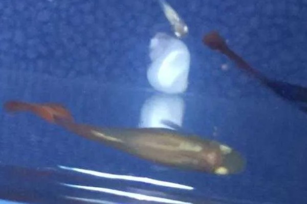 孔雀鱼尾巴被咬掉了会死吗,咬掉的不多就不会死