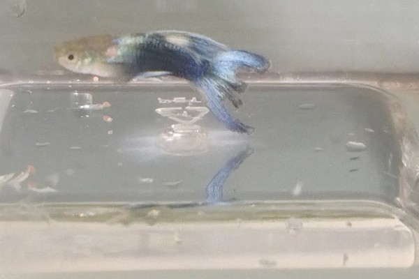 孔雀鱼尾巴被咬掉了会死吗,咬掉的不多就不会死