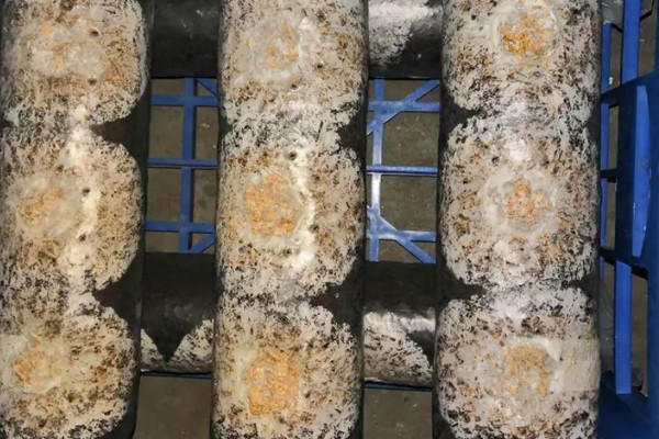 金针菇的种植技术，通常在每年的9月份开始栽培