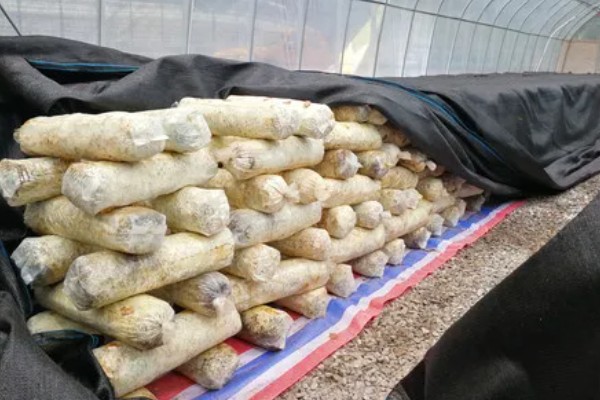 金针菇的种植技术，通常在每年的9月份开始栽培