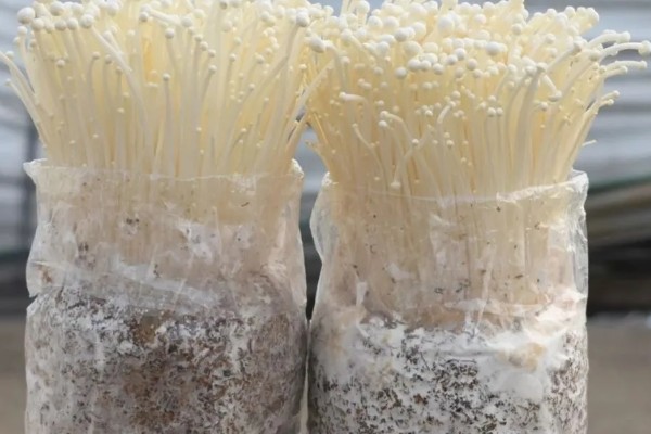 金针菇的种植技术，通常在每年的9月份开始栽培