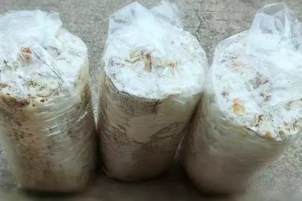 金针菇的种植技术，通常在每年的9月份开始栽培