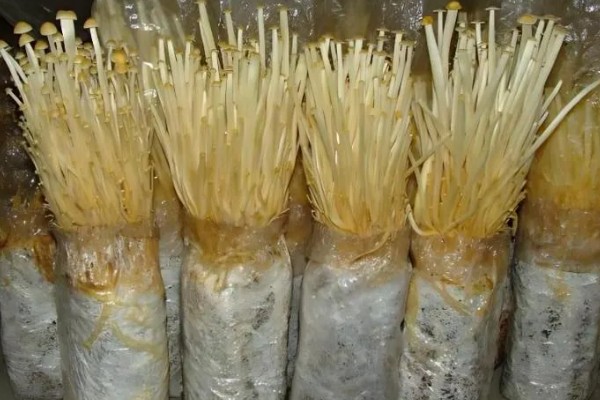 金针菇的种植技术，通常在每年的9月份开始栽培