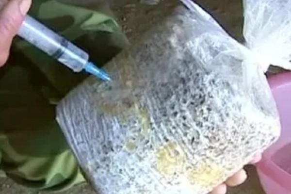 金针菇的种植技术，通常在每年的9月份开始栽培