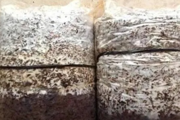 金针菇的种植技术，通常在每年的9月份开始栽培