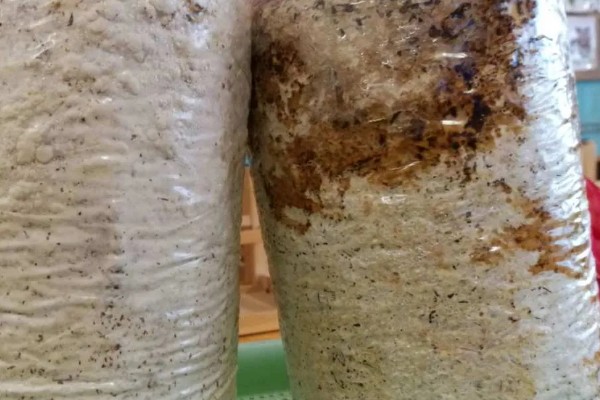 金针菇的种植技术，通常在每年的9月份开始栽培